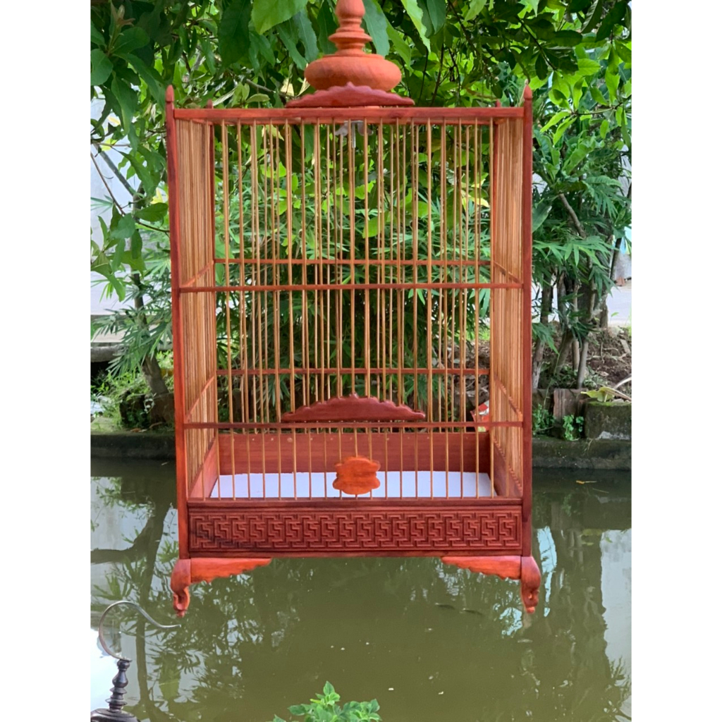 Lồng chim hút mật