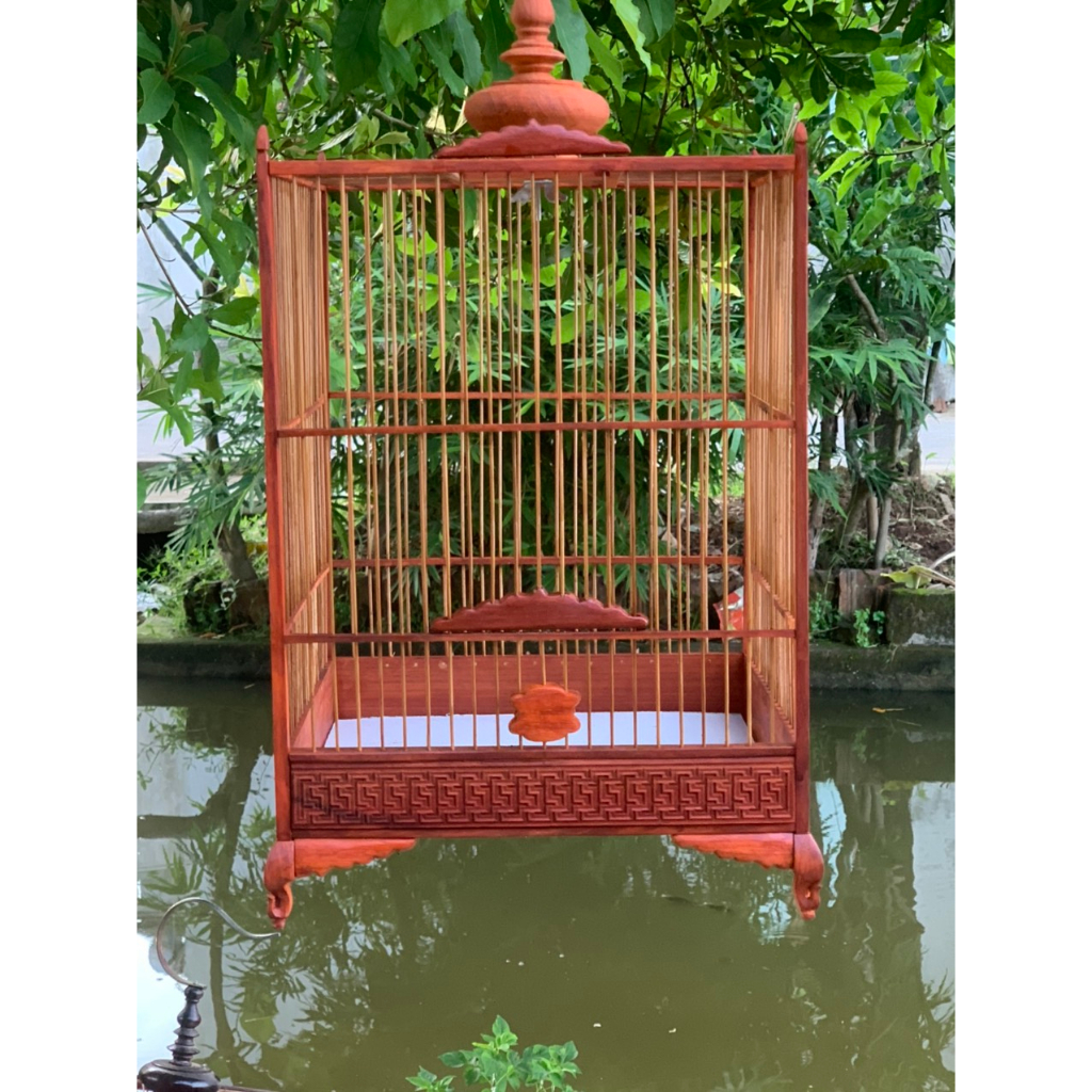 Lồng chim hút mật