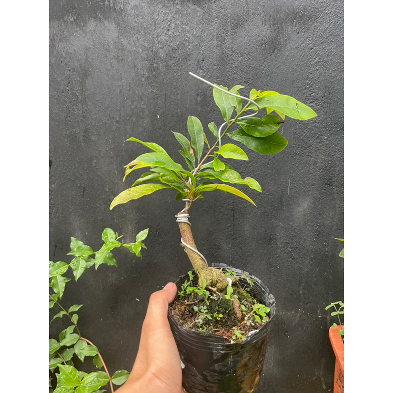 Mai giảo siêu bông sài gòn size S  chuẩn giống 100%