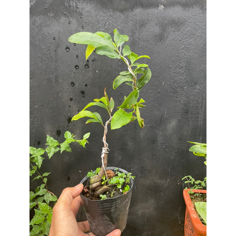 Mai giảo siêu bông sài gòn size S  chuẩn giống 100%