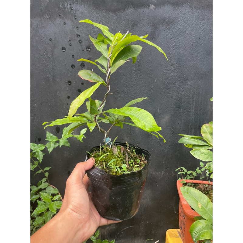 Mai giảo siêu bông sài gòn size S  chuẩn giống 100%