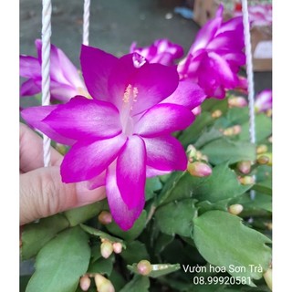(VHST - GIAO TP.HCM 1-5H) TIỂU QUỲNH (Lan càng cua), màu hồng sen nhạt, đang hoa.