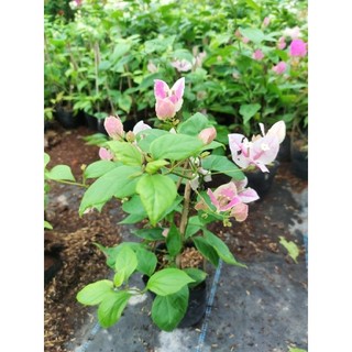 Cây hoa giấy Hồng Gân đã vào chậu C6, cao khoảng 25cm .