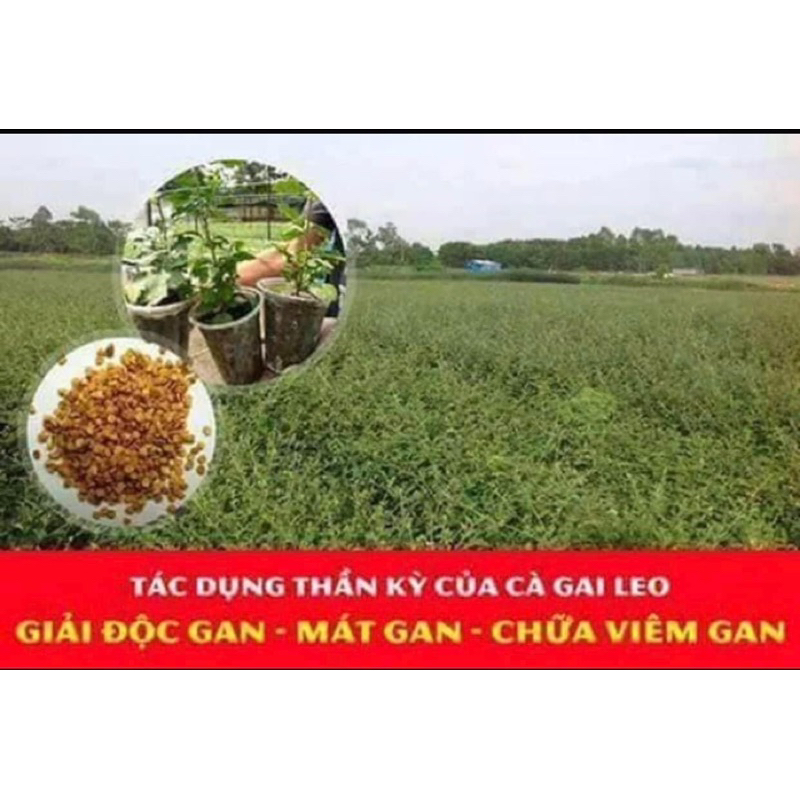 1 Kg Cà gai leo khô , sạch ,mới thơm