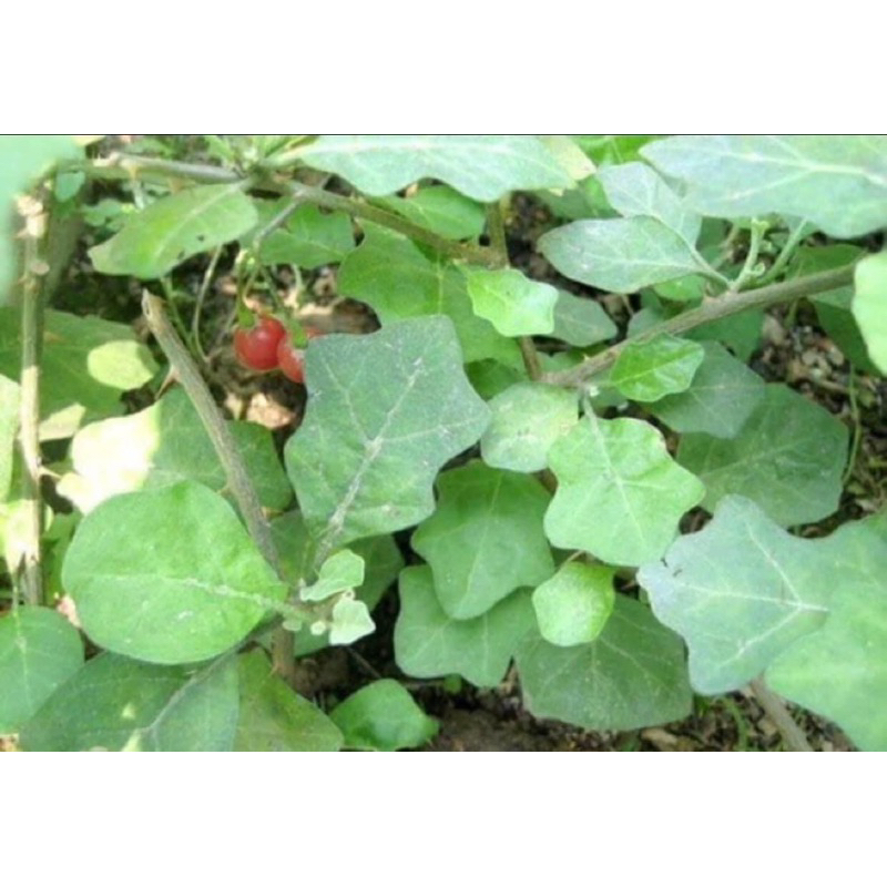 1 Kg Cà gai leo khô , sạch ,mới thơm