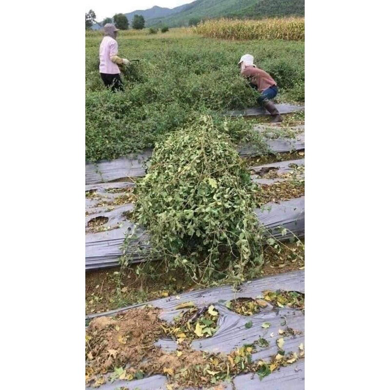 1 Kg Cà gai leo khô , sạch ,mới thơm