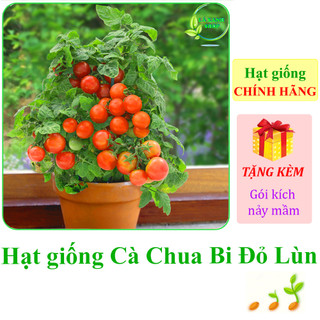 [Seeds] Hạt giống Cà chua bi lùn đỏ Rado 641 Rạng Đông (gói 0,1g khoảng 30 hạt) - Hàng chính hãng