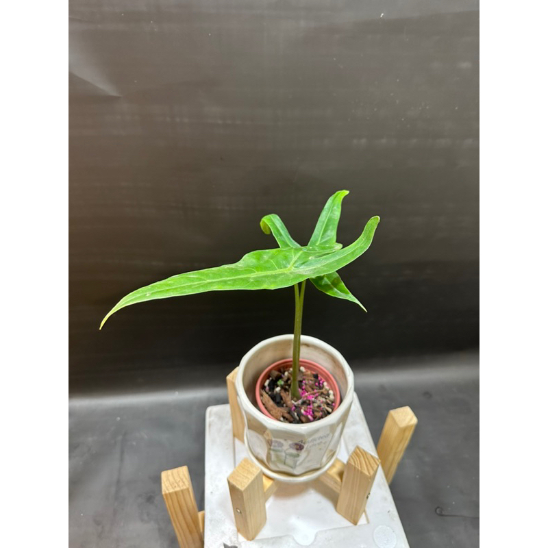 Alocasia Longiloba - ráy mũi tên việt nam