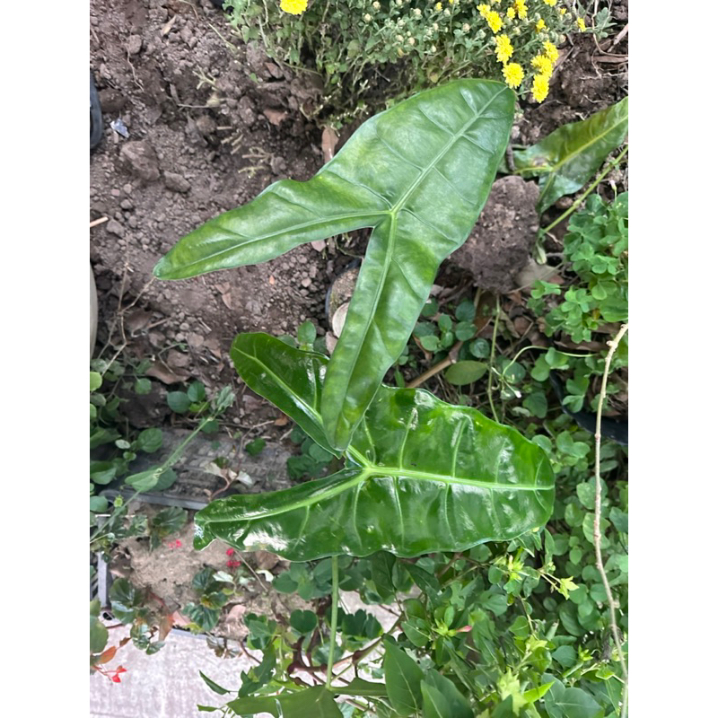 Alocasia Longiloba - ráy mũi tên việt nam