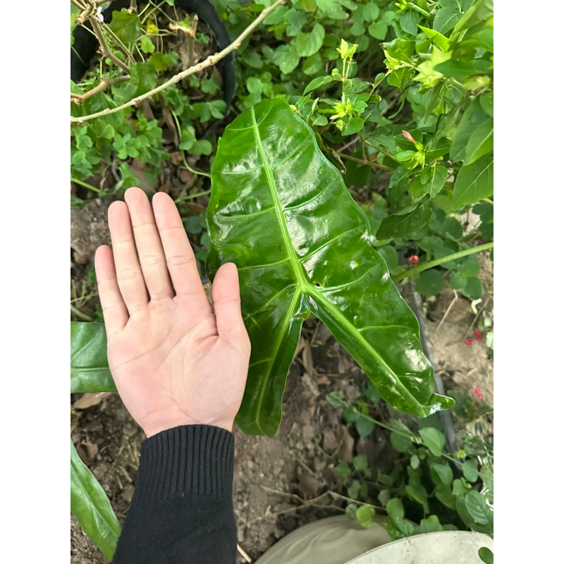 Alocasia Longiloba - ráy mũi tên việt nam