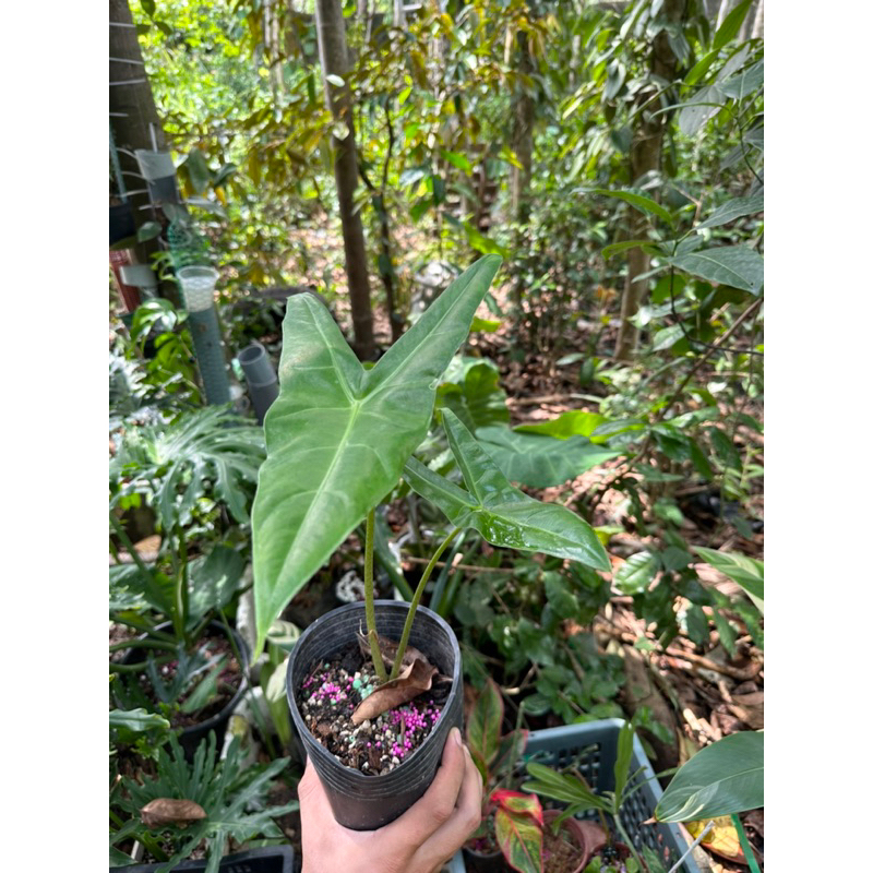 Alocasia Longiloba - ráy mũi tên việt nam