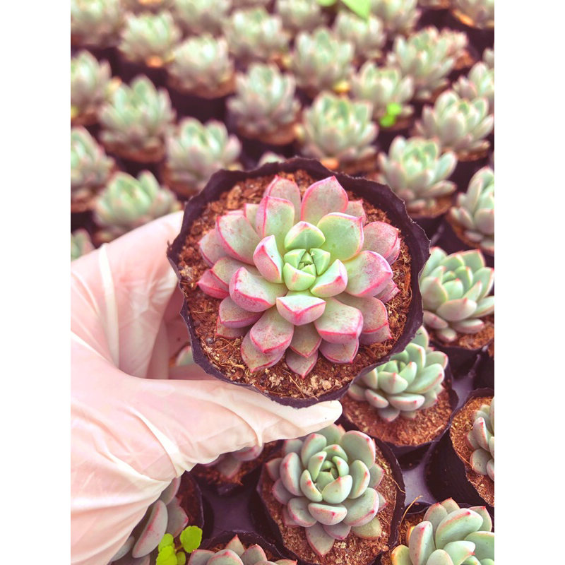 Siêu giảm giá sen đá Kim Cương Hồng form nhỏ