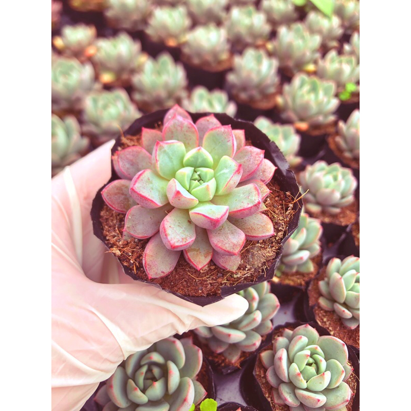 Siêu giảm giá sen đá Kim Cương Hồng form nhỏ