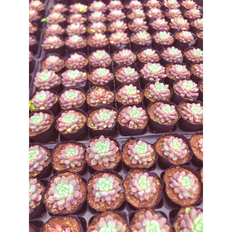 Siêu giảm giá sen đá Kim Cương Hồng form nhỏ