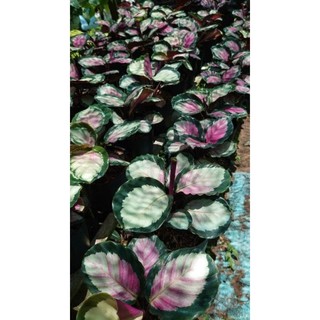 Cây đuôi công Calathea Rosy Thai