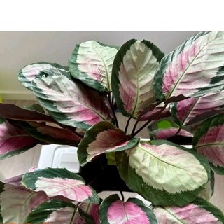 Cây đuôi công Calathea Rosy Thai