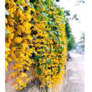Cây Lan Hoàng Dương
