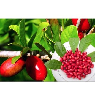 Cây Thần kỳ size lớn