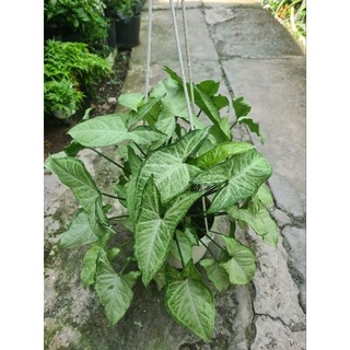 Trầu bà bạc