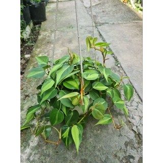 Trầu bà Brazil
