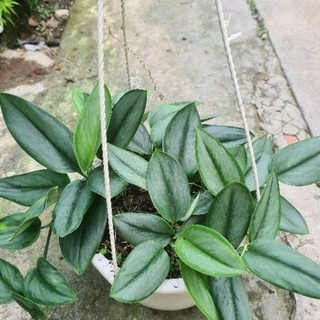 Trầu bà Ngọc Trai