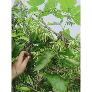 Combo 5 cây giống Thiên Lý siêu Hoa