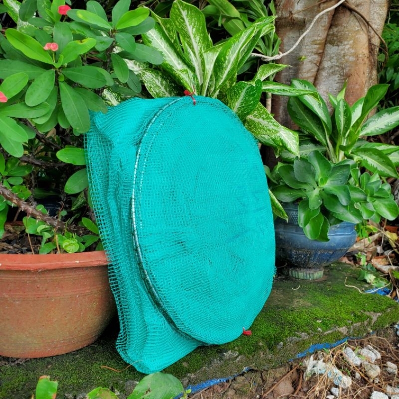 DỚN LƯỚI RỌ LỖ 3li, Dài 3m, 5 vành chì 40cm, chặn sông, trên đồng cá, tôm, lươn, lòng tong.