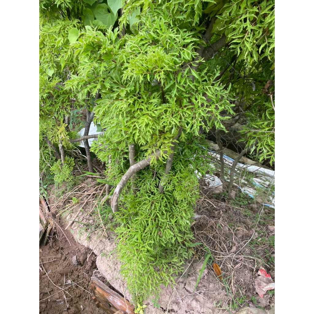 ĐINH LĂNG LÁ NẾP TRỒNG TỰ NHIÊN, CÂY LÂU NĂM, NGUYÊN CỦ, RỄ CHUẨN ĐẤT THỊT VEN ĐÊ SÔNG NINH CƠ