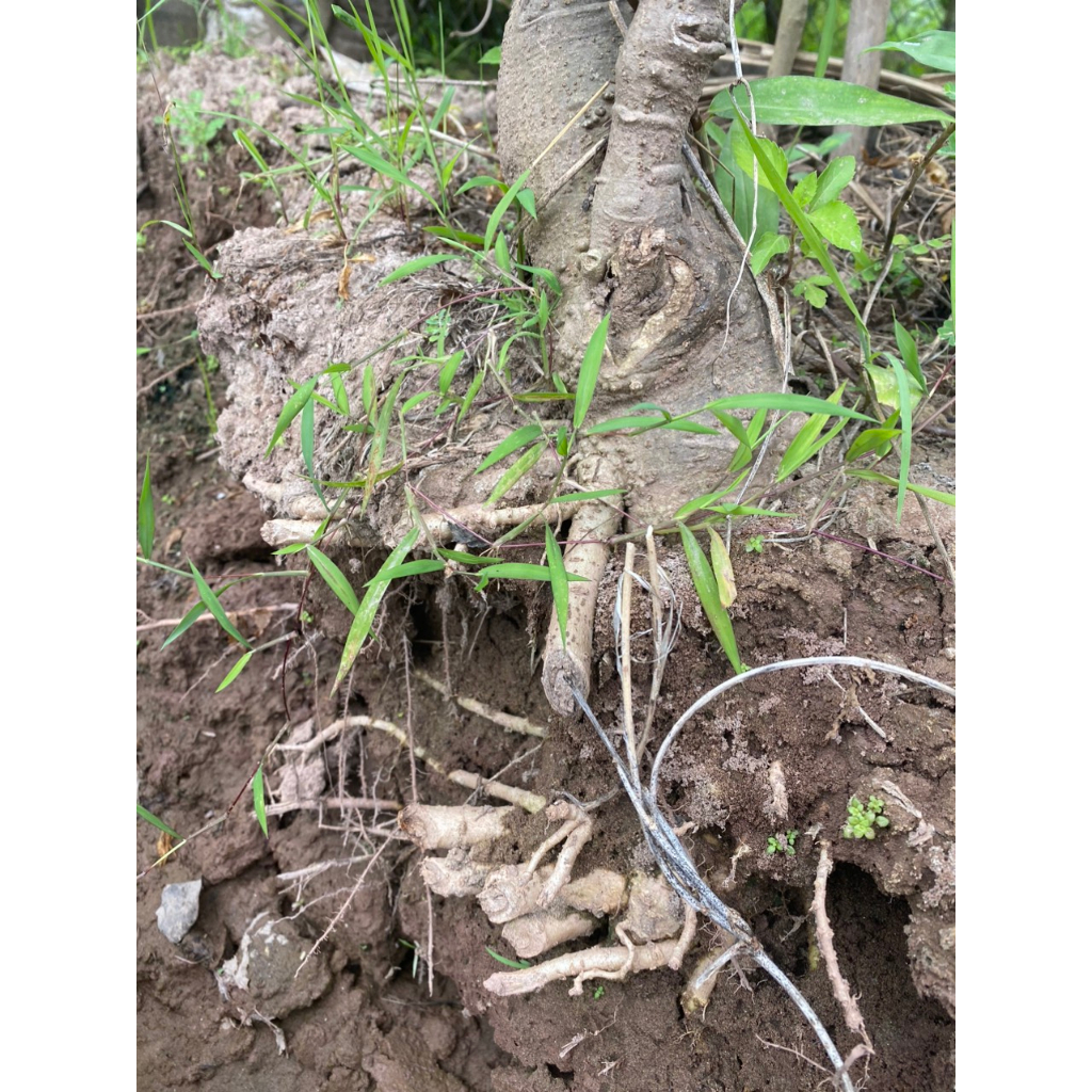 ĐINH LĂNG LÁ NẾP TRỒNG TỰ NHIÊN, CÂY LÂU NĂM, NGUYÊN CỦ, RỄ CHUẨN ĐẤT THỊT VEN ĐÊ SÔNG NINH CƠ