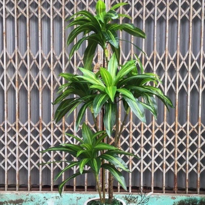 Cây Giả Cây Thiết Mộc Lan Brazil Cao 1,7m Trang Trí Decor Nhà Cửa Bền Đẹp