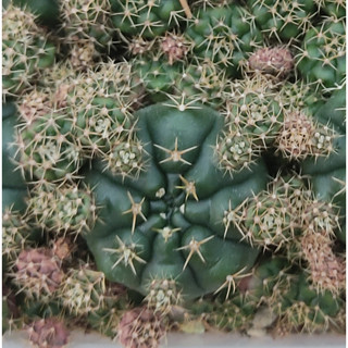 Chậu xương rồng Gymno nhiều cây con - Gymnocalycium Damsii