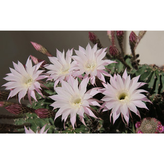 Cây xương rồng Echinopsis hoa trắng hồng nhạt, cánh dài, gai ngắn - Echinopsis