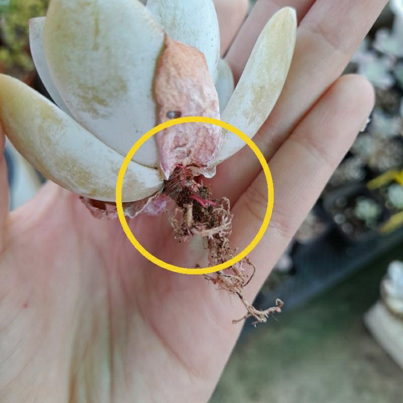 Sen đá laui, 5-6 cm, xả đất khi gửi hàng