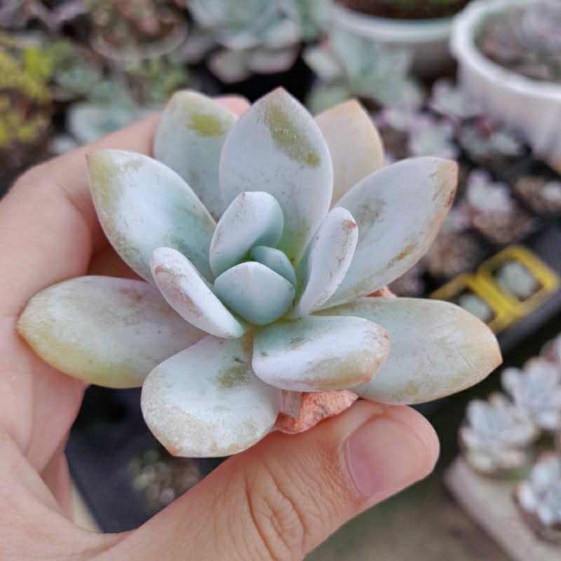 Sen đá laui, 5-6 cm, xả đất khi gửi hàng