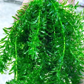 Rong đuôi chó thủy sinh  lọc trong nước cho hồ cá tép cảnh