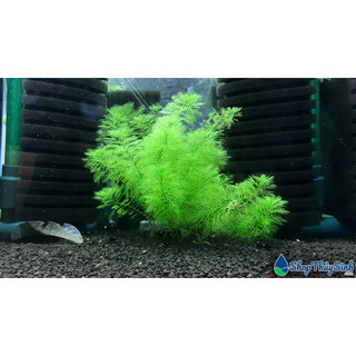 Cây thủy sinh Xương Cá Xanh