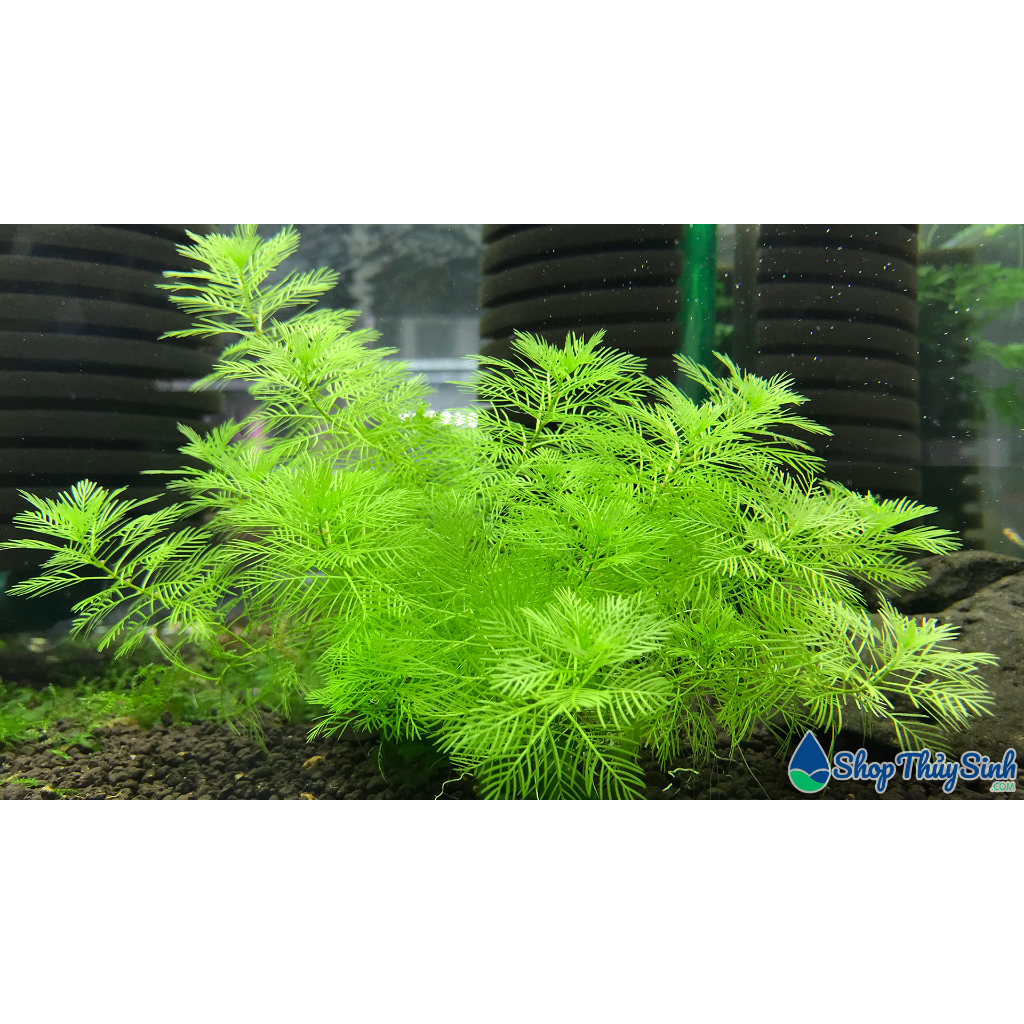 Cây thủy sinh Xương Cá Xanh
