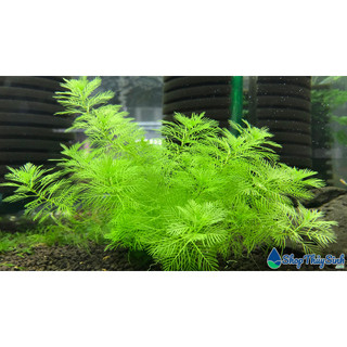 Cây thủy sinh Xương Cá Xanh