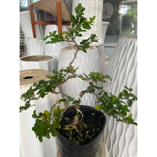 Cây Kim quýt bonsai mini để bàn