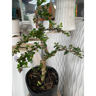 Sam núi trái bonsai mini