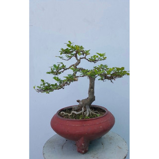 Cây Kim quýt bonsai mini để bàn