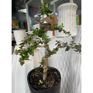 Sam núi trái bonsai mini