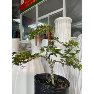 Cây Kim quýt bonsai mini để bàn