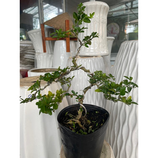 Cây Kim quýt bonsai mini để bàn