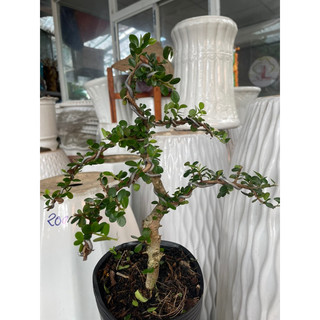 Sam núi trái bonsai mini