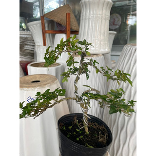 Cây Kim quýt bonsai mini để bàn
