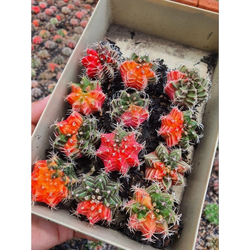 Combo 12 cây gym lem size 2,5-3 cm