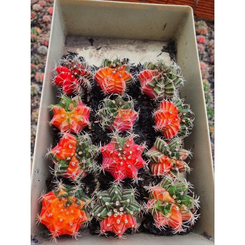 Combo 12 cây gym lem size 2,5-3 cm