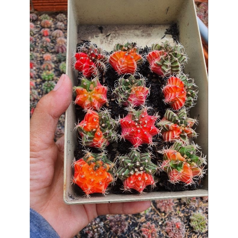 Combo 12 cây gym lem size 2,5-3 cm