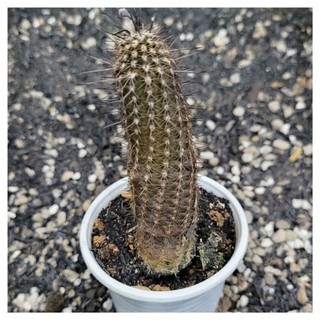 Xương rồng Echino nữ hoàng bóng đêm cao~10cm cây nụ, nở hoa trắng ban đêm